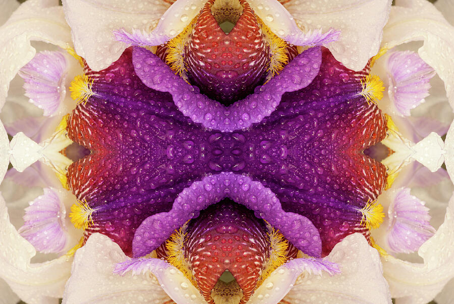 Flower Mandala - 0345d Photograph by Paul W Faust - Impressions of Light