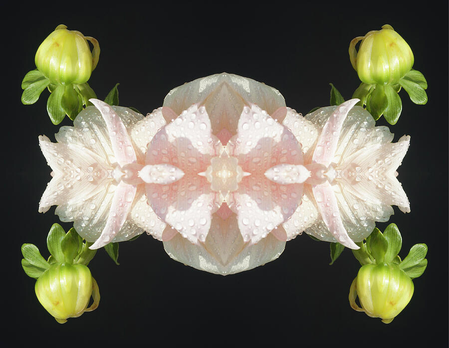 Flower Mandala - 0072-d Photograph by Paul W Faust - Impressions of Light
