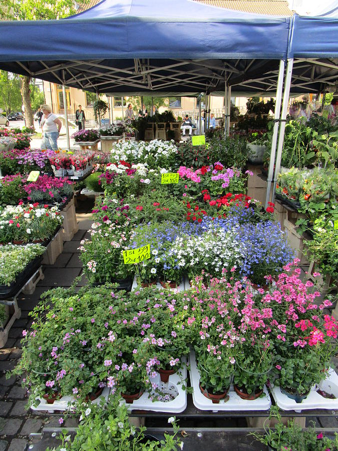Flower market Photograph by Rosita Larsson