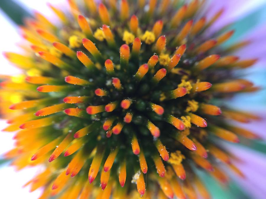 Flower Photograph - Flower by Maxim Tzinman Flower Photograph - Flower by Maxim Tzinman
