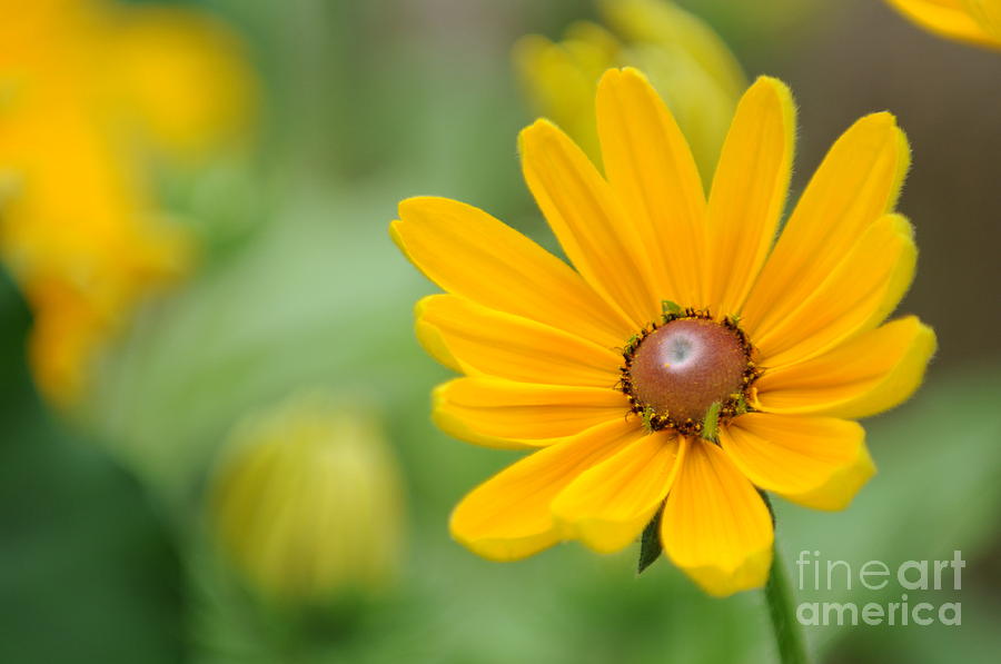 Yellow Photograph - Flower by Miguel Celis Yellow Photograph - Flower by Miguel Celis