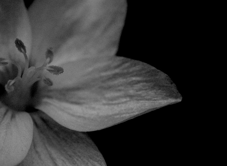 Black And White Photograph - Flower by Misty Achenbach