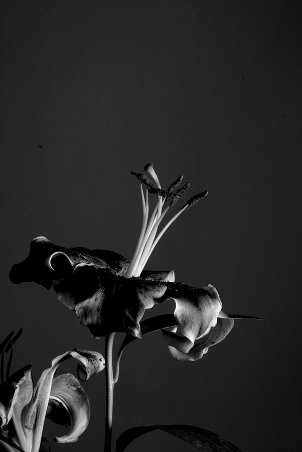 Flower Monochrome Photograph by Deepak Pawar