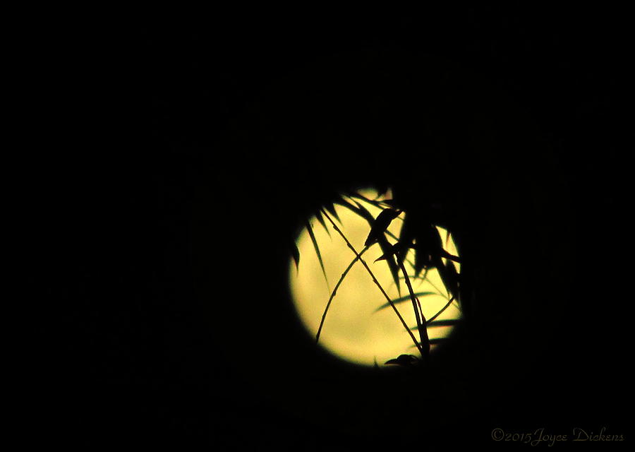 Flower Moon 05 03 15 Photograph by Joyce Dickens
