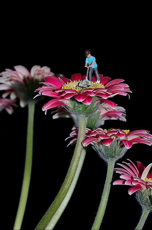 Flower Mower Photograph by Sandi Kroll