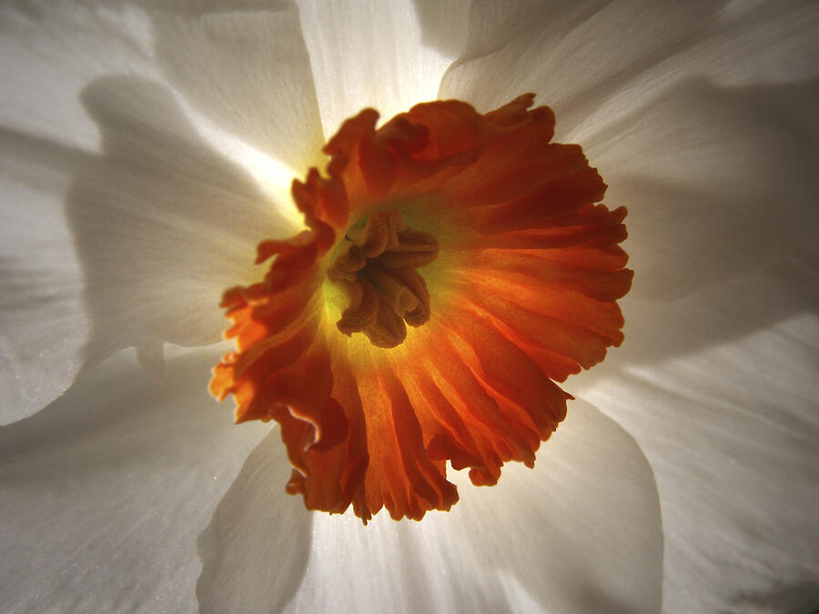 Flower Narcissus Photograph by Nancy Griswold