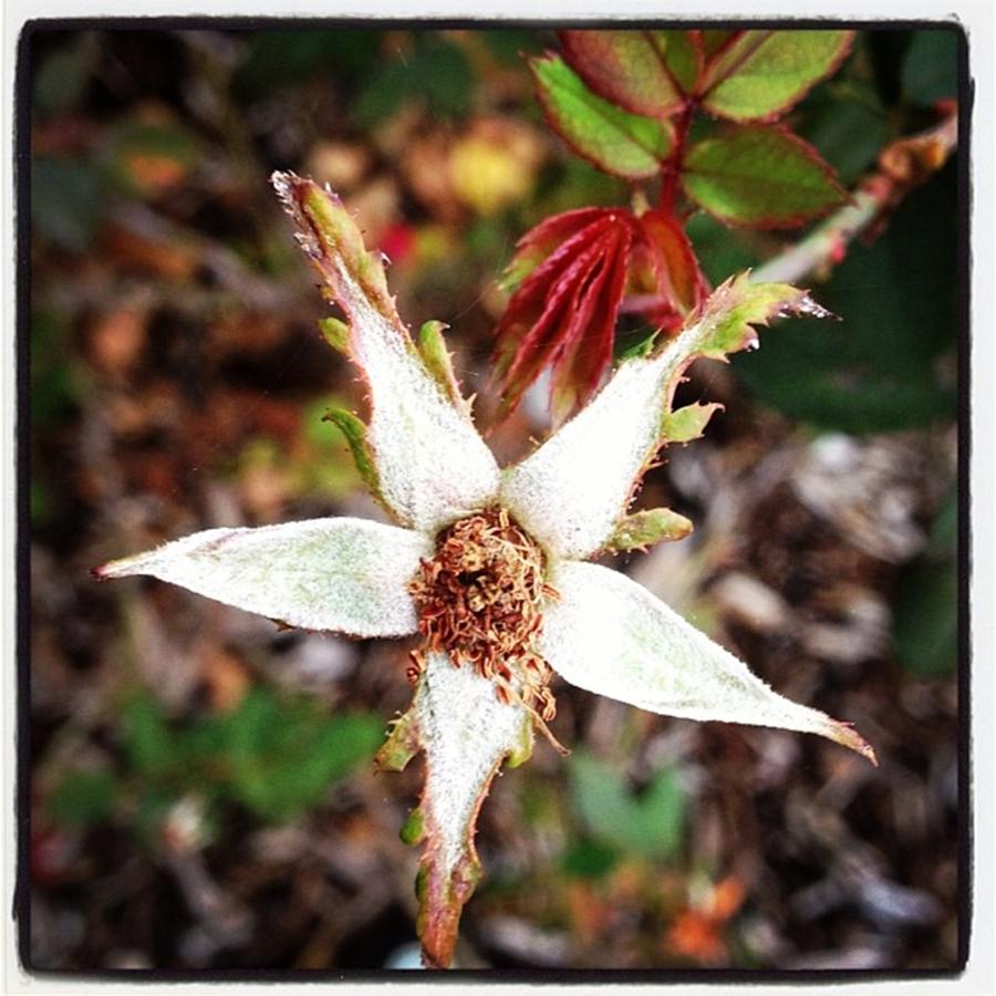 Nature Photograph - #flower #nature #leaves #fall #winter by Shyann Lyssyj 