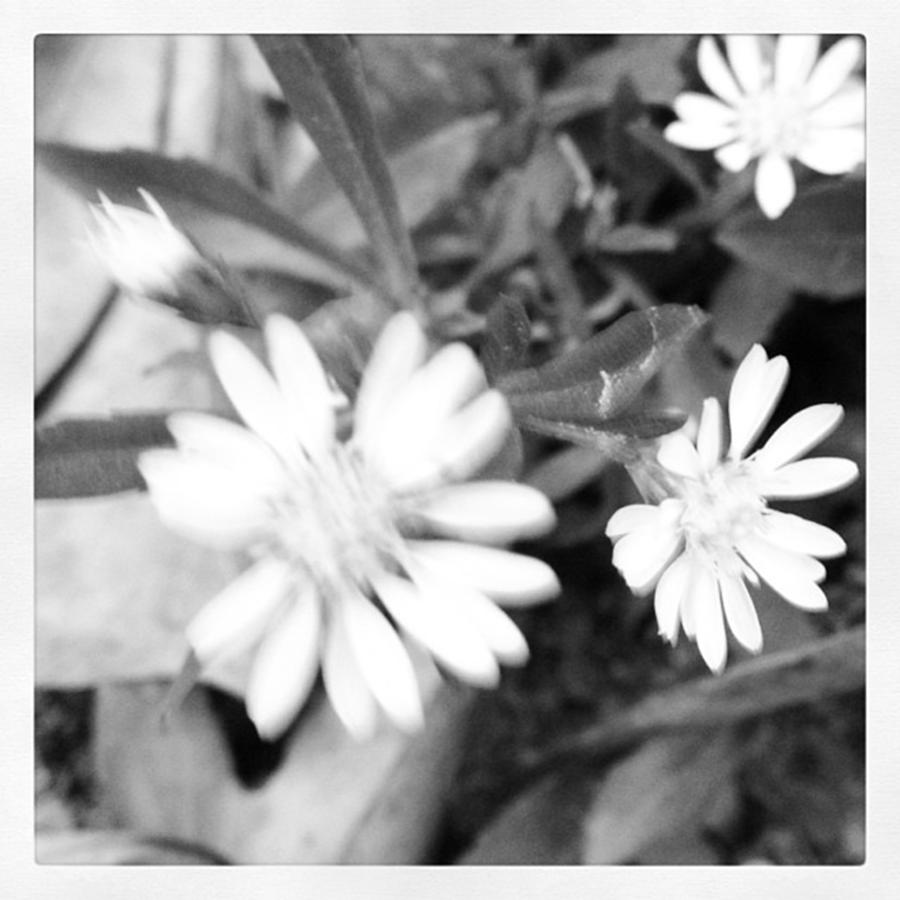 Nature Photograph - #flower #nature #like #follow #followme by Shyann Lyssyj 