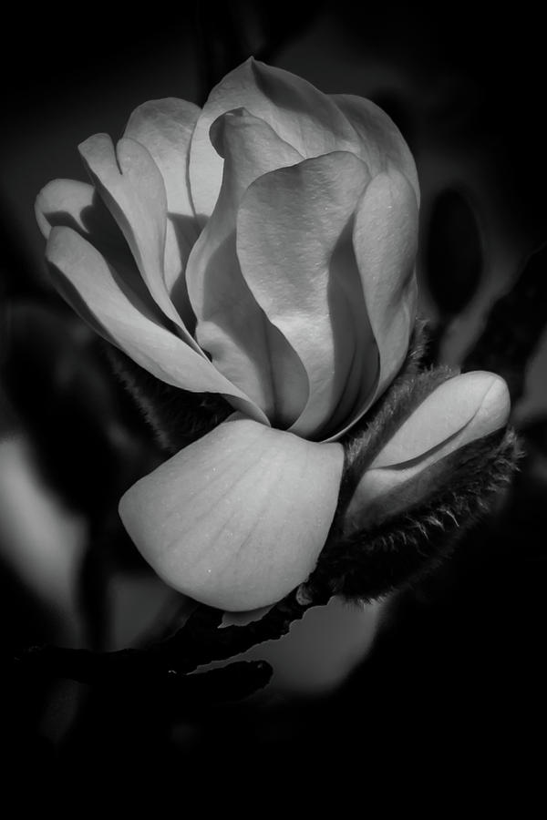 Flower Noir Photograph by Allin Sorenson