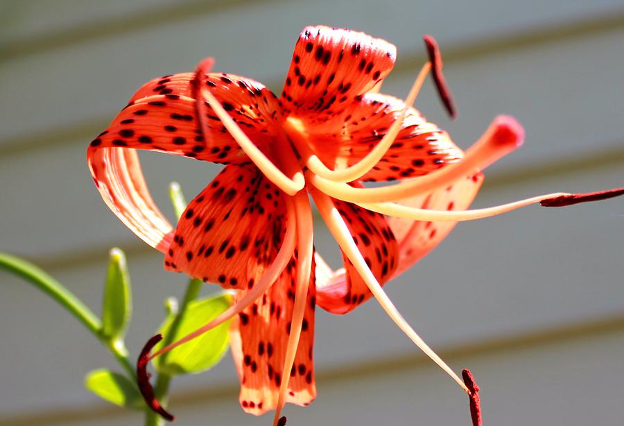 Flower of a Different Spot Photograph by Morgan Carter