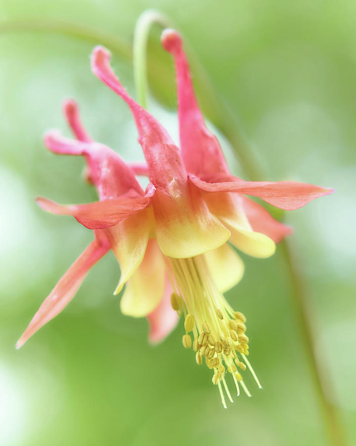 Flower of Columbine,   Aquilegia Photograph by Jim Hughes
