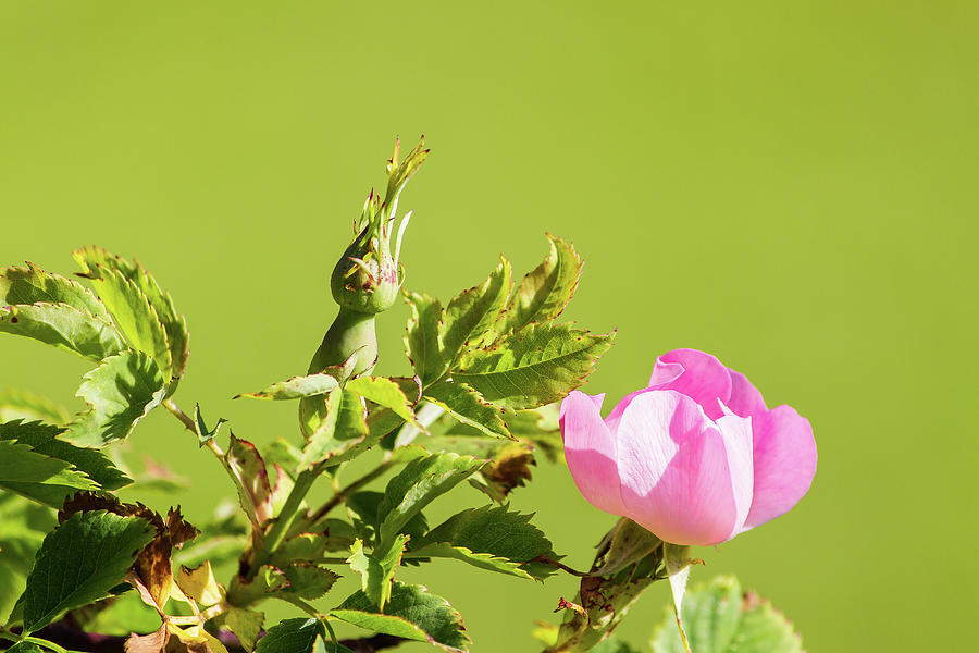 Flower of Eglantine Photograph by Paul MAURICE