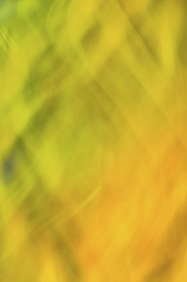Flower of Fire 1 by Brad Koop Flower of Fire 1 by Brad Koop