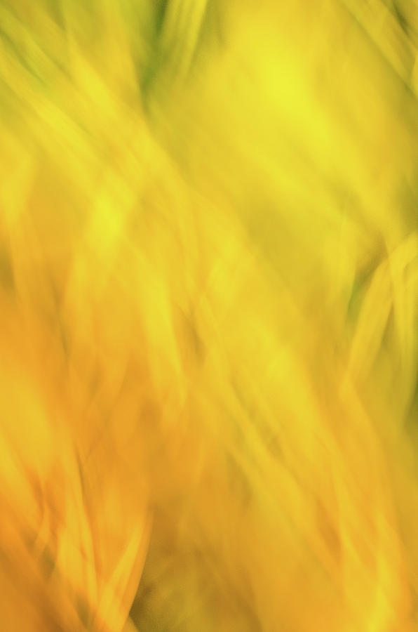 Flower of Fire 2 by Brad Koop Flower of Fire 2 by Brad Koop