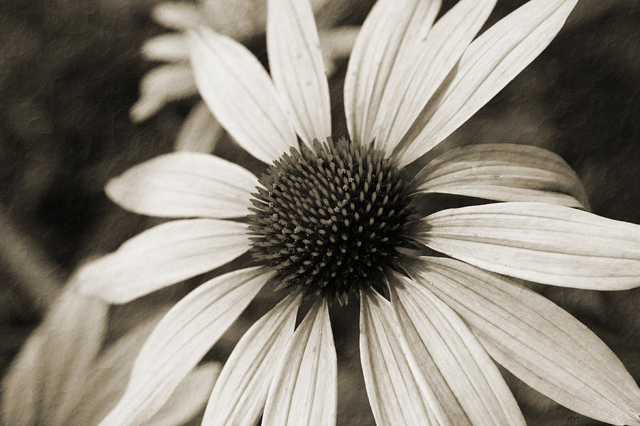 Flower of Old Photograph by Karol Livote