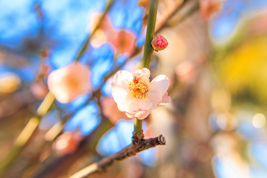Flower of Plum Photograph by Hyuntae Kim