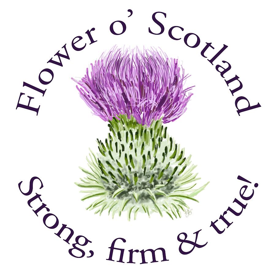 Flower of Scotland Strong firm and true by David Brodie