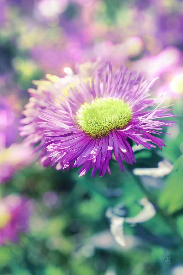 Flower Photograph - Flower of summer by Irina Effa