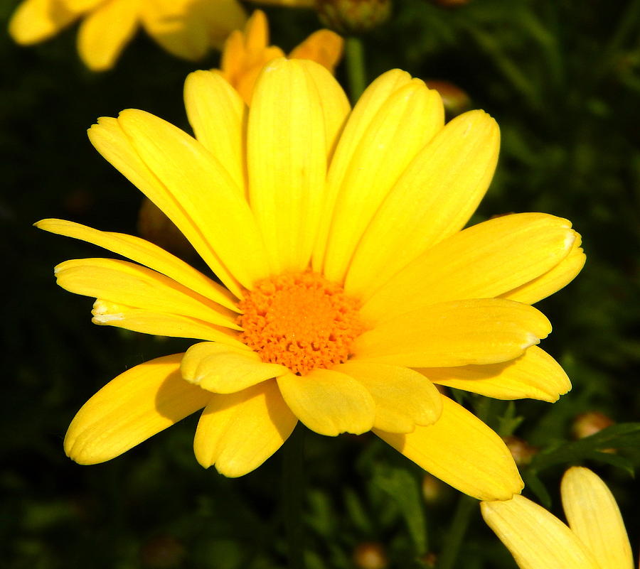 Daisy Photograph - Flower of Sunshine by JoAnne Burgess