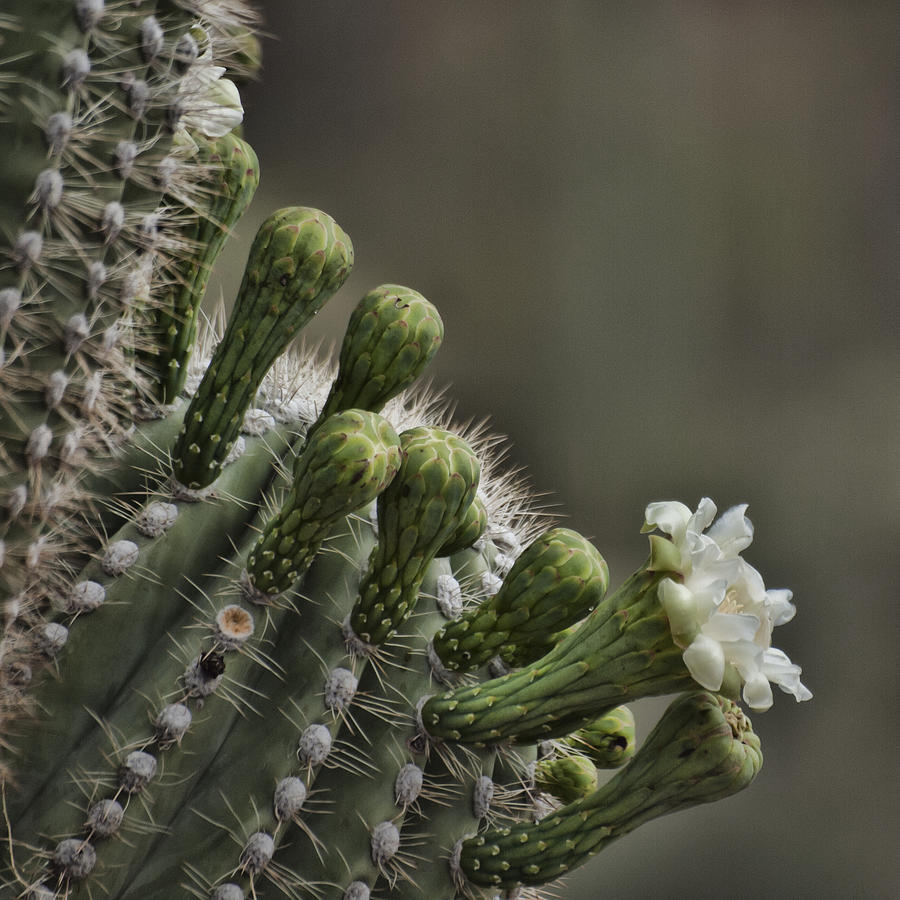 Flower of the Saguaro Photograph by HW Kateley