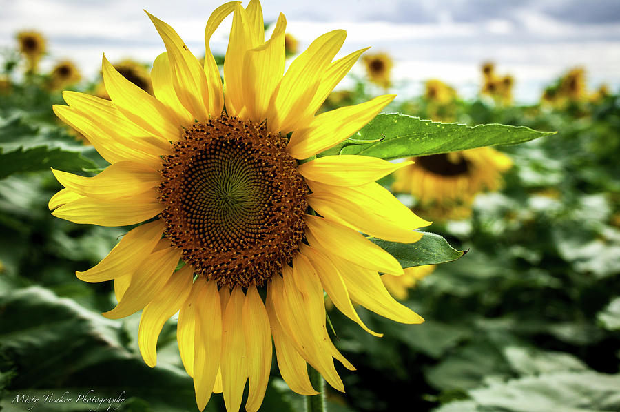 Flower of the Sun Photograph by Misty Tienken