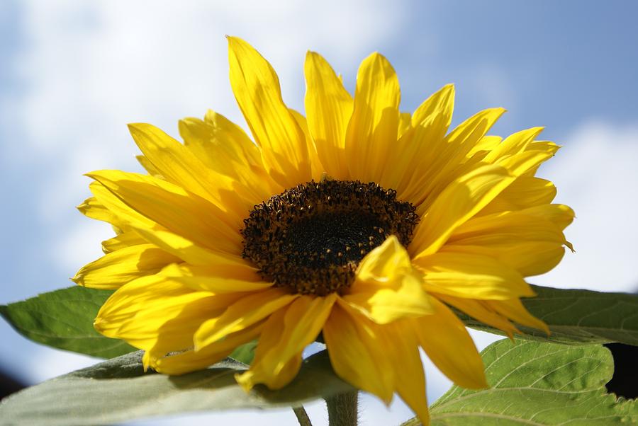 Nature Photograph - Flower of the Sun by Sarang Kadoo