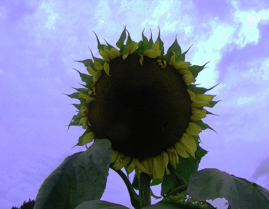 Flower Of The Sun Photograph by Wilma Stout