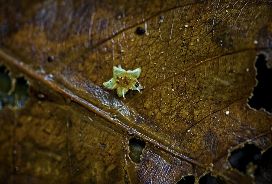 Flowers Still Life Photograph - Flower on a Leaf by Jamie Cain
