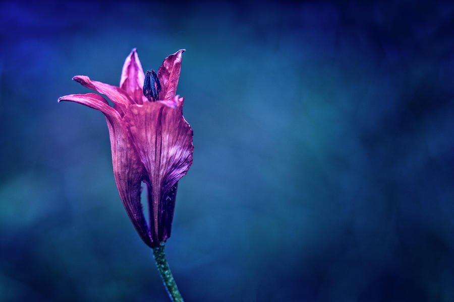 Flower on blue background Photograph by Roberto Pagani