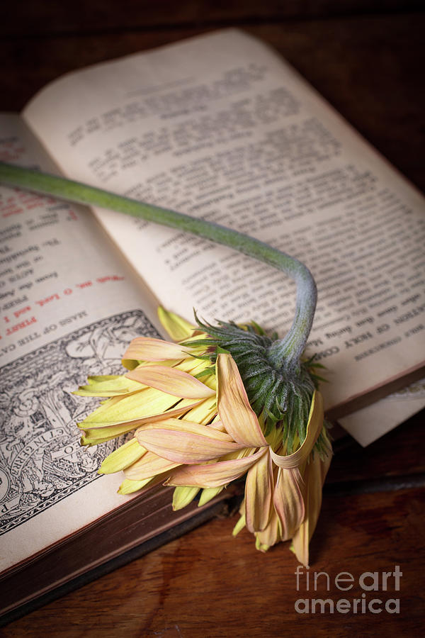 Flower on old Bible Photograph by Edward Fielding