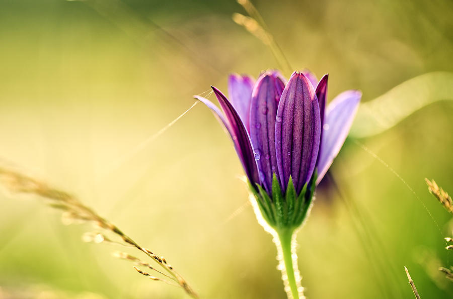 Flower On Summer Meadow Photograph