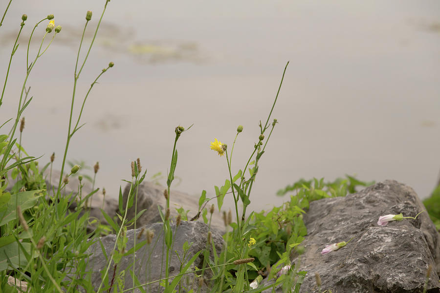 Flower on the shore of Onondaga Lake Photograph by David Stasiak