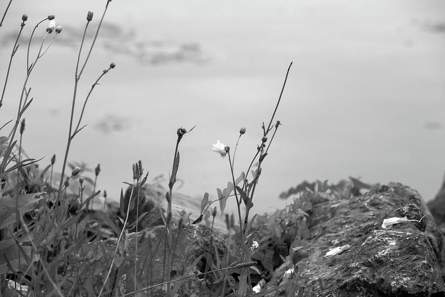 Flower on the Shore of Onondaga Lake in Black and White Photograph by David Stasiak