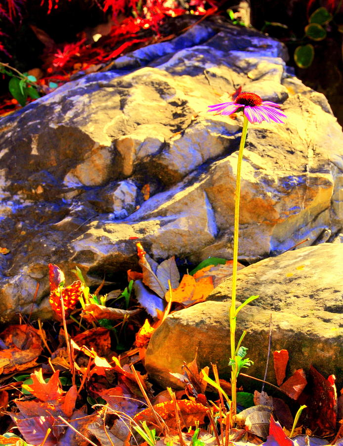 Flower on the stone Digital Art by Aron Chervin