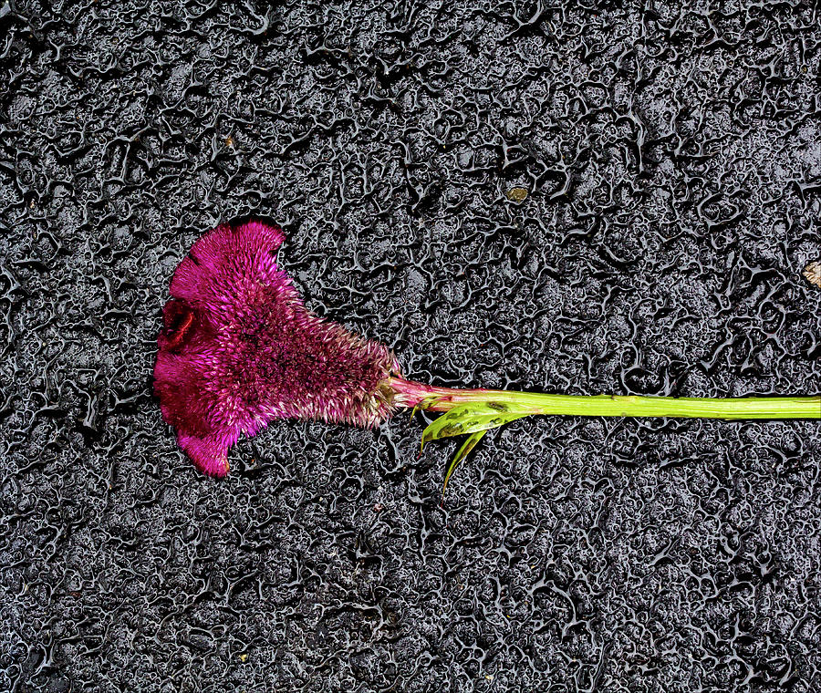 Flower On The Street Photograph