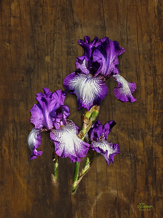 Iris Photograph - Flower on Wood 2 by Jim Ziemer
