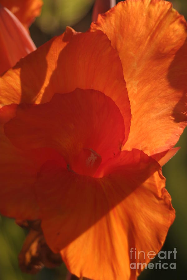 Flower Orange Photograph by Chuck Kuhn