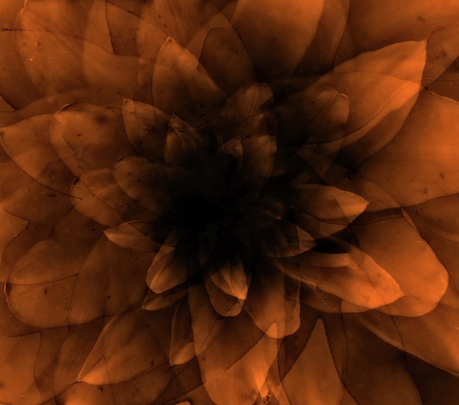 Flower  Orange Digital Art by Johan Lilja