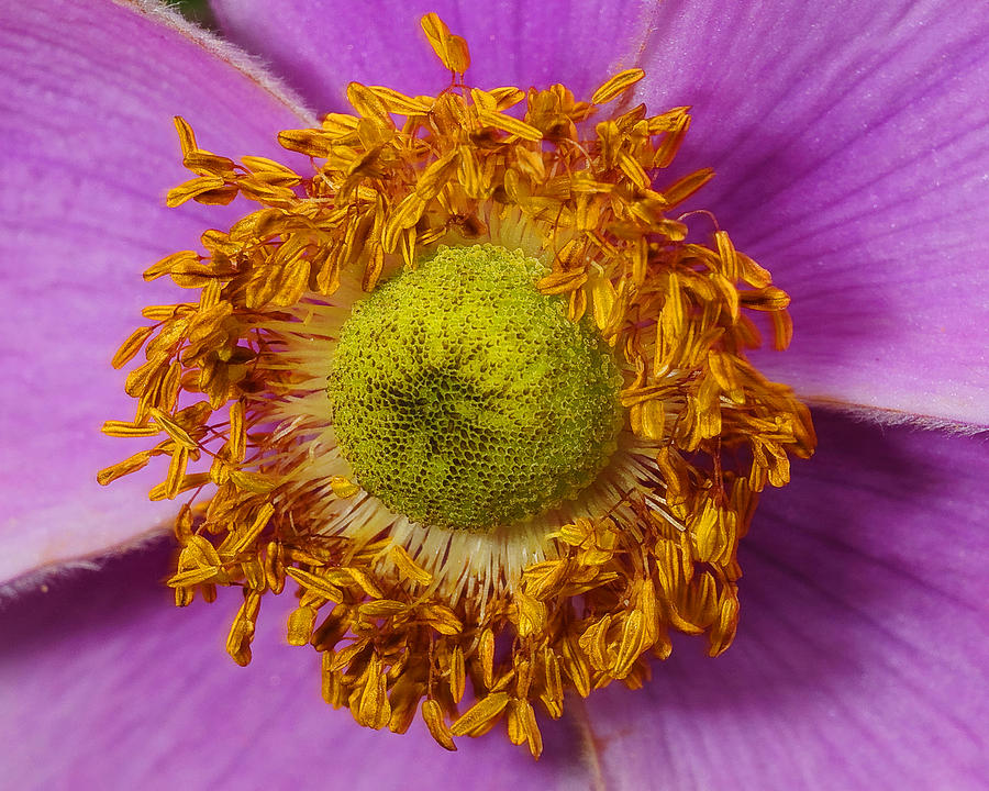 Flower Orbit Photograph by Jim Proctor