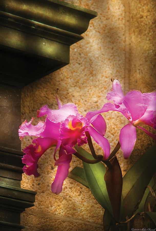 Orchid Photograph - Flower - Orchid - Cattleya  by Mike Savad