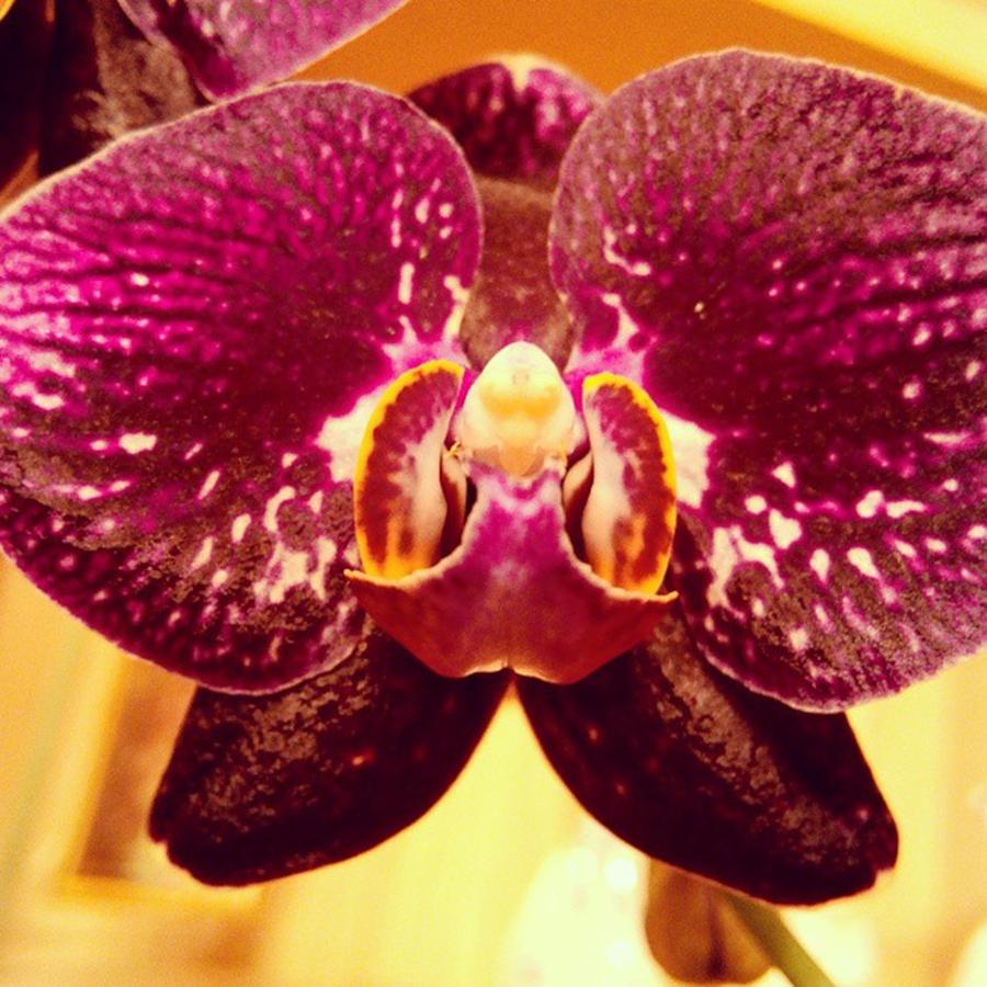 Flower Photograph - #flower #orchid #flowers #orchids by Yaroslavna Biskub