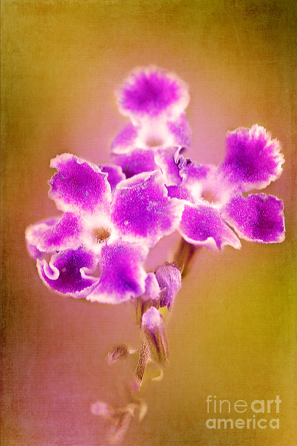 Flower Painting Photograph by Judi Bagwell