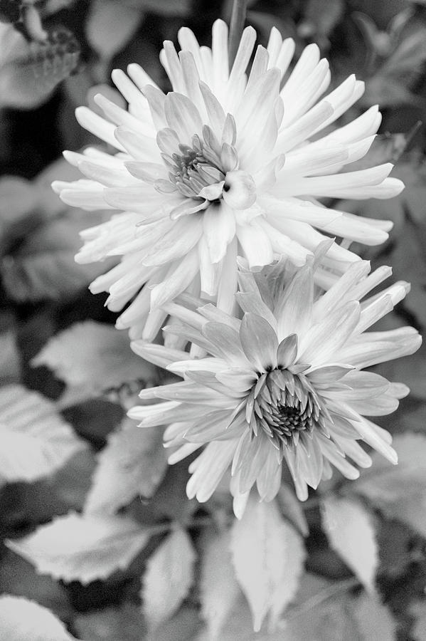 Flower Pair Photograph by Tom Reynen