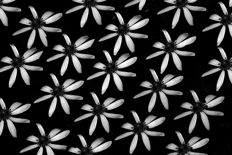 Flower Paper Photograph by Eric Liller