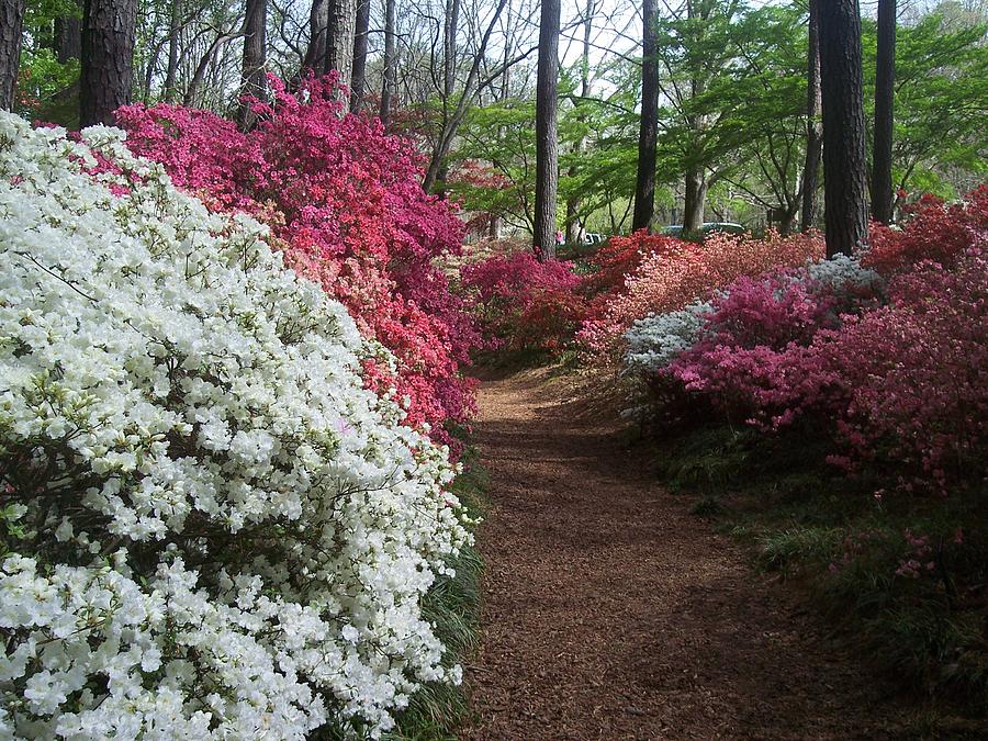 Flower Path Photograph by Mary Siniard - Fine Art America