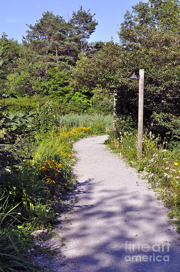 Flower Path Photograph by Penny Neimiller