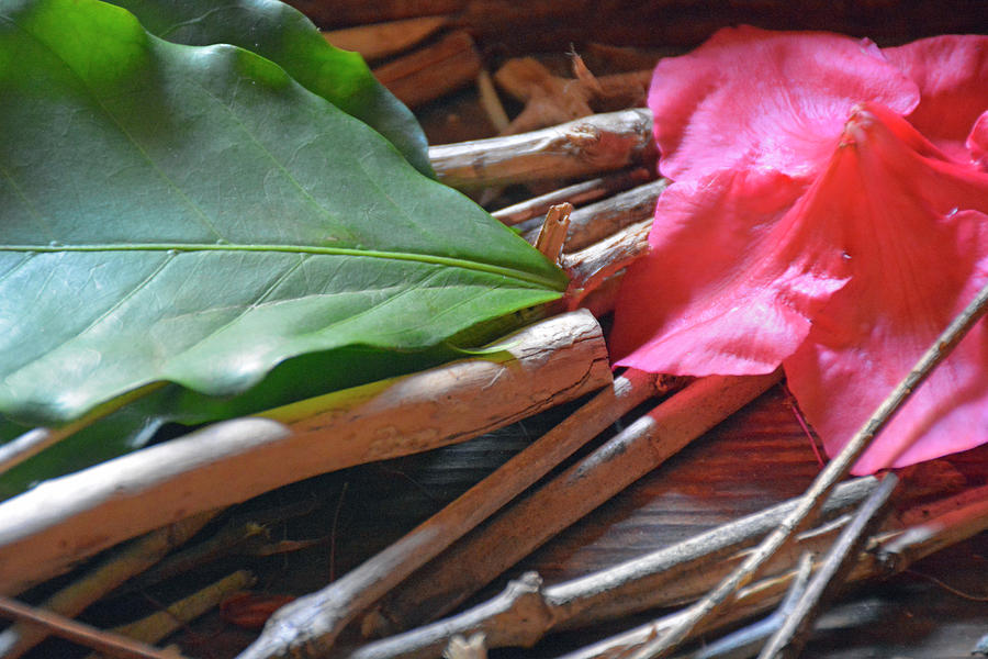 Flower Petal, Leaves and Sticks Photograph by Bruce Gourley