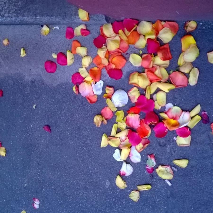 Flower Photograph - Flower Petals On The Street In #milan by John Siron