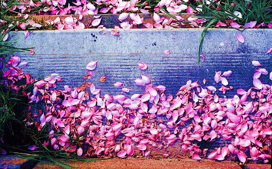 Flower Petals Saturated AE Photograph by Lyle Crump