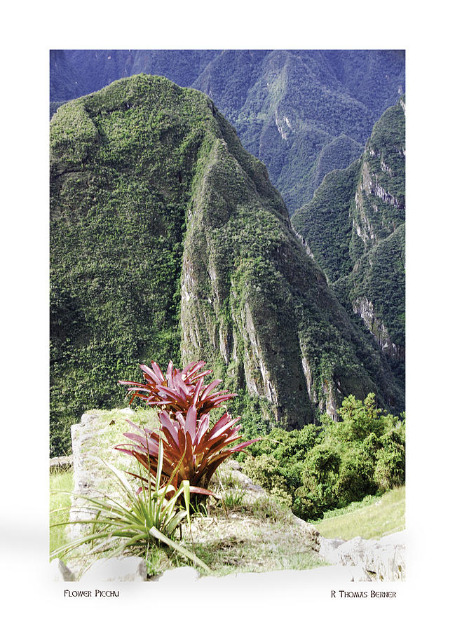 Flower Picchu Photograph by R Thomas Berner